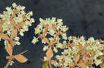 Dogtongue buckwheat